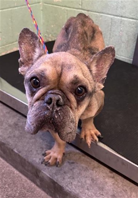 Shelter Stray Male Dog last seen RIVERSIDE BLVD & 43RD AVE, Sacramento, CA 95818
