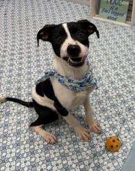 Shelter Stray Female Dog last seen Near BLOCK ALGONQUIN ST, DETROIT MI 48215, Detroit, MI 48211