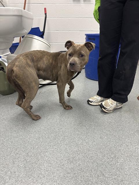 Shelter Stray Female Dog last seen Near , Indianapolis, IN 46221