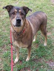 Shelter Stray Male Dog last seen Near BLOCK GRIFFIN RD, DAVIE FL 33314, Davie, FL 33312
