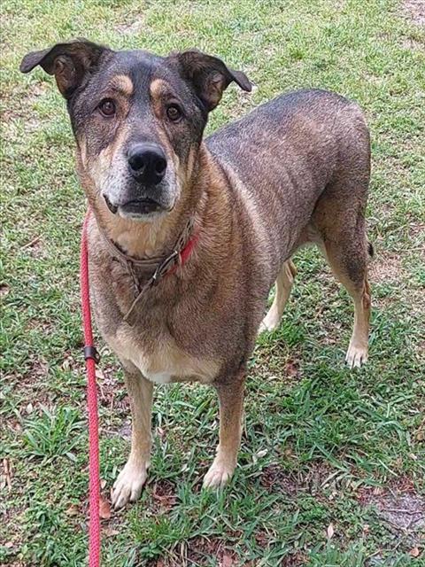 Shelter Stray Male Dog last seen Near BLOCK GRIFFIN RD, DAVIE FL 33314, Davie, FL 33312