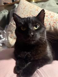 Lost Male Cat last seen At home , Devon, England EX37