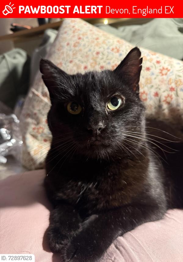 Lost Male Cat last seen At home , Devon, England EX37