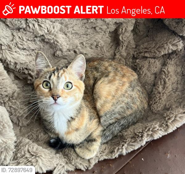 Lost Female Cat last seen Ponce & Haynes , Los Angeles, CA 91307