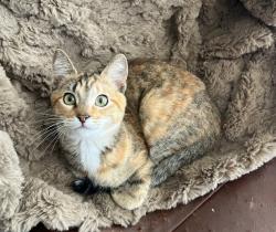Lost Female Cat last seen Ponce & Haynes , Los Angeles, CA 91307