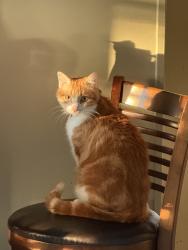 Lost Male Cat last seen Peavy Rd & Northcliff Dr, Dallas, TX 75218
