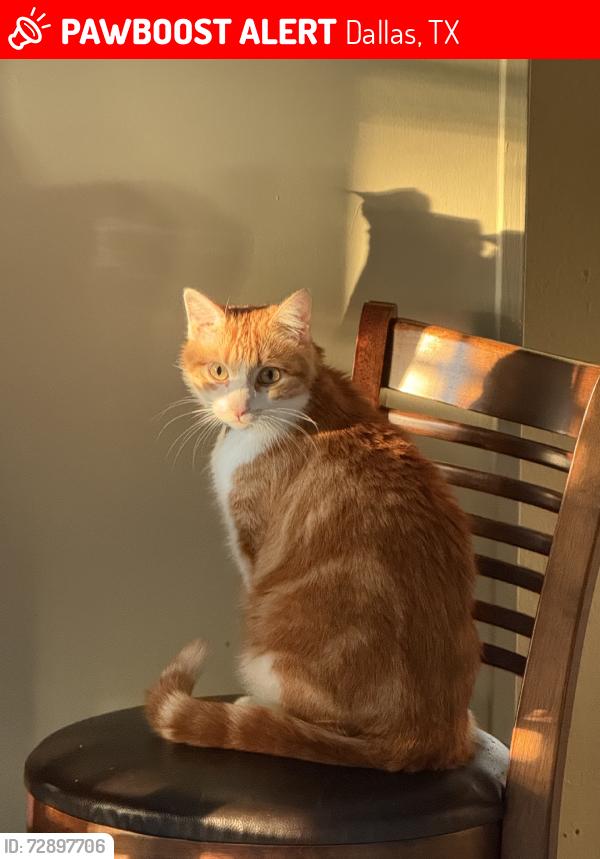 Lost Male Cat last seen Peavy Rd & Northcliff Dr, Dallas, TX 75218