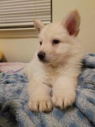 Lost Male Dog last seen apmts by calton Rd , Laredo, TX 78041