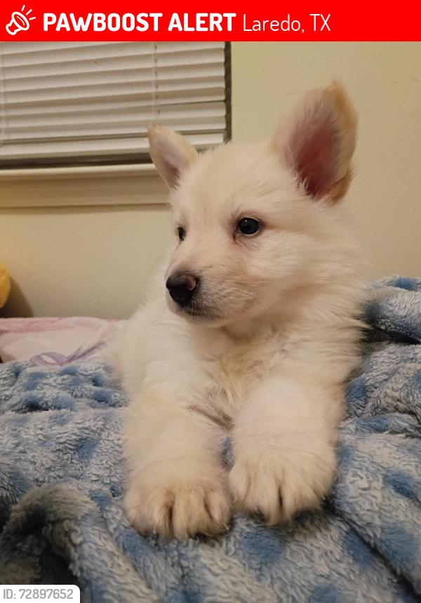 Lost Male Dog last seen apmts by calton Rd , Laredo, TX 78041