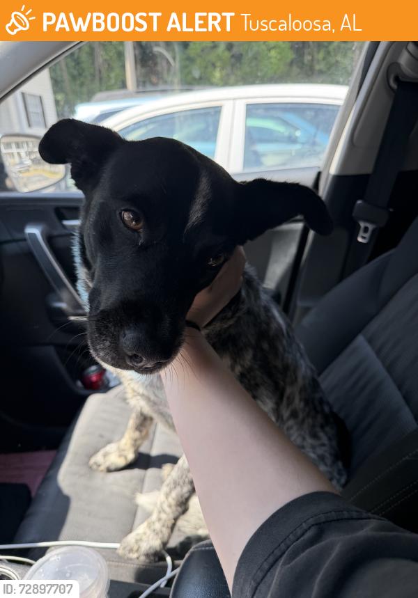Found/Stray Male Dog last seen Skyland Blvd, Tuscaloosa, AL 35405