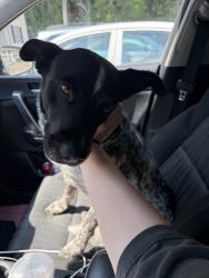 Found/Stray Male Dog last seen Skyland Blvd, Tuscaloosa, AL 35405