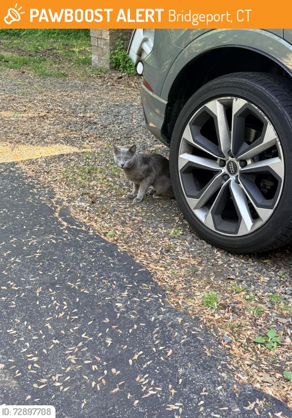 Found/Stray Unknown Cat last seen Evers street Extension at end of East Pasadena , Bridgeport, CT 06610