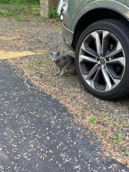 Found/Stray Unknown Cat last seen Evers street Extension at end of East Pasadena , Bridgeport, CT 06610