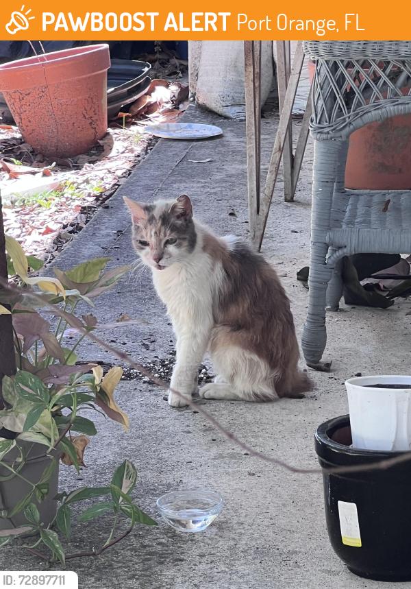 Found/Stray Female Cat last seen Merrimac, Port Orange, FL 32127