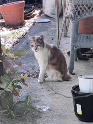 Found/Stray Female Cat last seen Merrimac, Port Orange, FL 32127
