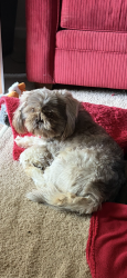 Found/Stray Male Dog last seen 1.1 miles from Kanis Rd. down Aldersgate Rd., Little Rock, AR 72205
