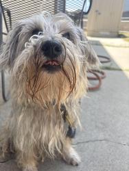 Found/Stray Male Dog last seen Western and palos verdes  Dr N , Lomita, CA 90717