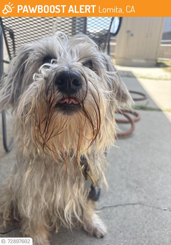 Found/Stray Male Dog last seen Western and palos verdes  Dr N , Lomita, CA 90717