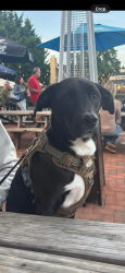 Reunited Male Dog last seen Ship road and timber lane, West Chester, PA 19380