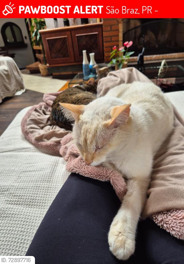 Lost Male Cat last seen Rua mascagni, 76, São Braz, PR 81020-490