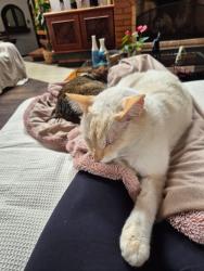 Lost Male Cat last seen Rua mascagni, 76, São Braz, PR 81020-490