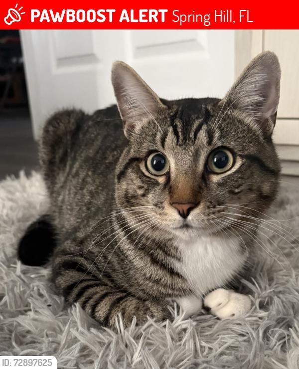 Lost Male Cat last seen Landover Blvd. and Chalmer Street, Spring Hill, FL 34608
