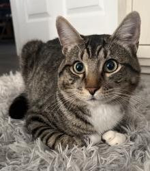 Lost Male Cat last seen Landover Blvd. and Chalmer Street, Spring Hill, FL 34608
