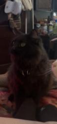 Lost Male Cat last seen w washington and lynhurst, Indianapolis, IN 46290