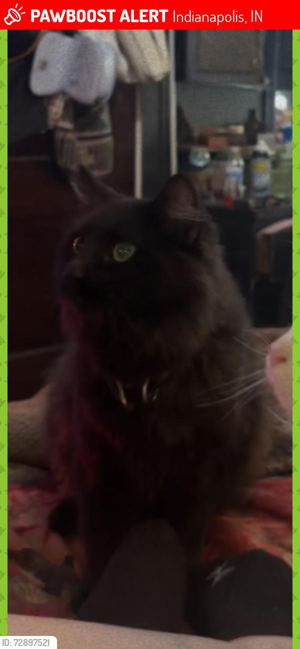 Lost Male Cat last seen w washington and lynhurst, Indianapolis, IN 46290