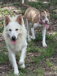 Reunited Male Dog last seen Toucan Trail, Spring Hill, FL 34606