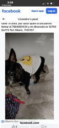 Lost Male Dog last seen Near Sw 173 Terr, Miami, FL 33157