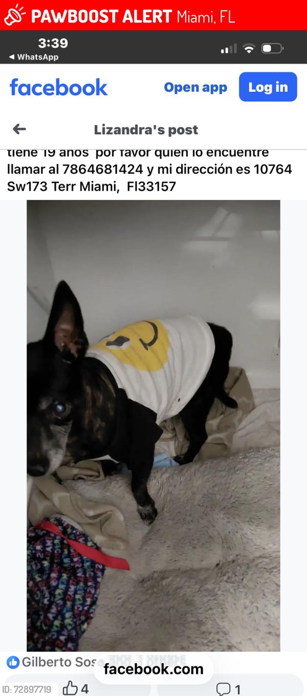 Lost Male Dog last seen Near Sw 173 Terr, Miami, FL 33157