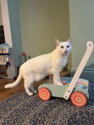 Lost Male Cat last seen Near the Cornwall pub, Cardiff, Wales CF11 6PS