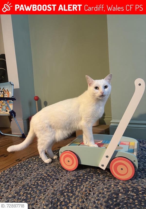 Lost Male Cat last seen Near the Cornwall pub, Cardiff, Wales CF11 6PS