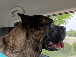 Reunited Female Dog last seen Sunnylane and Veterans Lane, Del City, OK 73115