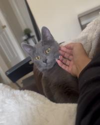 Lost Male Cat last seen Canarelli middle school , Las Vegas, NV 89139