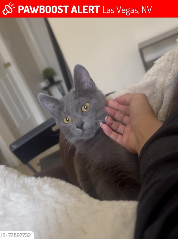 Lost Male Cat last seen Canarelli middle school , Las Vegas, NV 89139