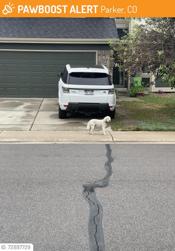Found/Stray Unknown Dog last seen Near Dove Ridge Way, Parker, CO 80134, Parker, CO 80134