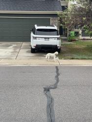 Found/Stray Unknown Dog last seen Near Dove Ridge Way, Parker, CO 80134, Parker, CO 80134