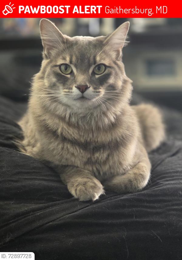 Lost Male Cat last seen Darnestown Rd., Gaithersburg, MD 20878