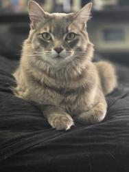 Lost Male Cat last seen Darnestown Rd., Gaithersburg, MD 20878