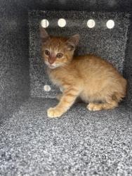 Shelter Stray Male Cat last seen Near S. Sam Houston, 75149, TX, Mesquite, TX 75149