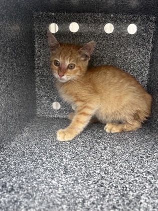 Shelter Stray Male Cat last seen Near S. Sam Houston, 75149, TX, Mesquite, TX 75149