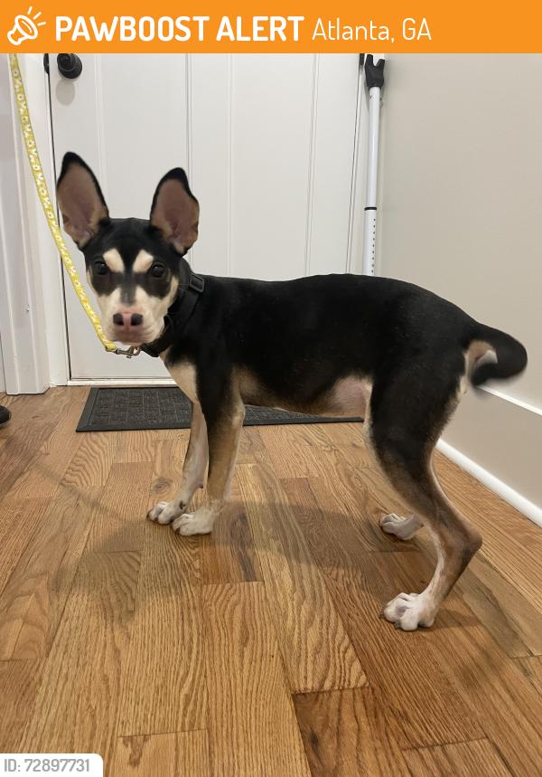 Found/Stray Male Dog last seen Merrill Avenue Street, Atlanta, GA 30310