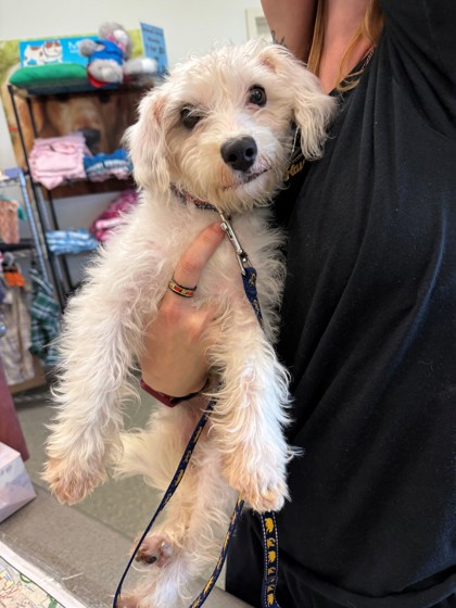 Shelter Stray Male Dog last seen Hamilton, OH 45011, Hamilton, OH 45011