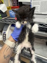 Shelter Stray Female Cat last seen New Bern, NC 28560, New Bern, NC 28562