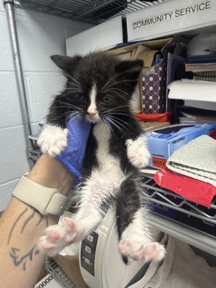 Shelter Stray Male Cat last seen New Bern, NC 28560, New Bern, NC 28562