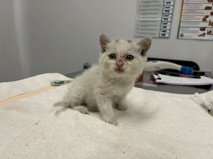Shelter Stray Male Cat last seen Bannister RdKansas City, MO 64131, 64131, MO, Kansas City, MO 64132