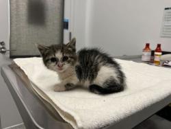 Shelter Stray Female Cat last seen Bannister RdKansas City, MO 64131, 64131, MO, Kansas City, MO 64132
