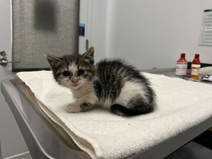 Shelter Stray Female Cat last seen Bannister RdKansas City, MO 64131, 64131, MO, Kansas City, MO 64132